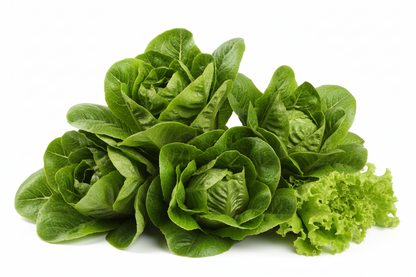 LETTUCE WRAP CASE